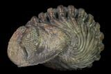 Large, Wide, Enrolled Pedinopariops Trilobite #169562-2